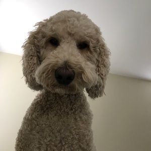 Meet your Posher, Carly